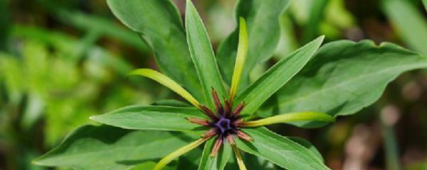 新鲜重楼的食用方法