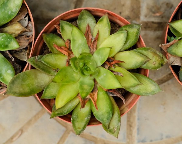 多肉干瘪了萎缩怎么办