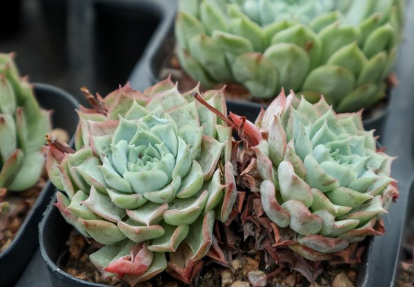 多肉干瘪了萎缩怎么办