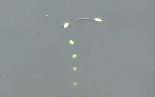 七星漂朝天钩最佳调漂方法