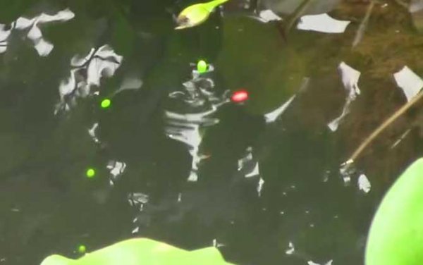 七星漂朝天钩最佳调漂方法