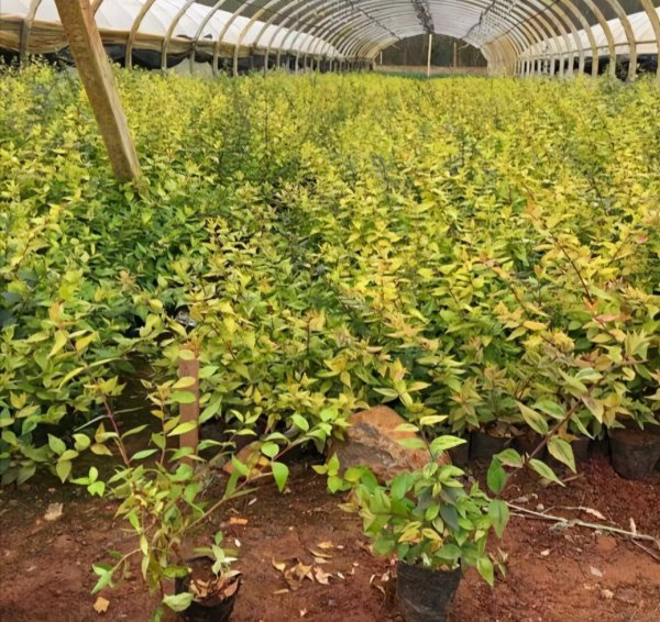 六道木是什么树