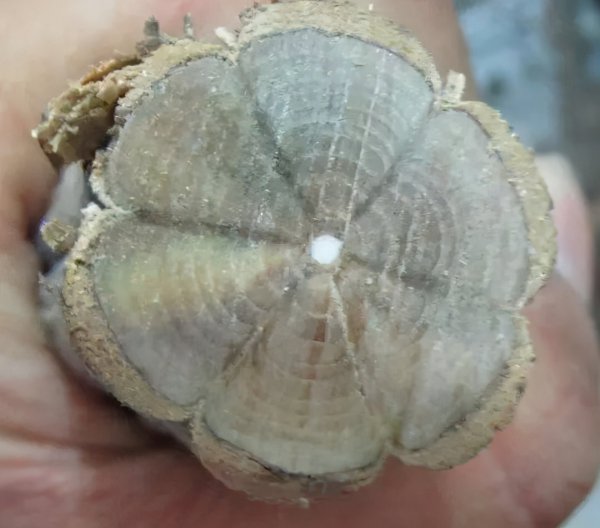 六道木是什么树