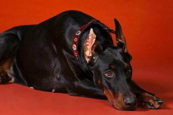 世界犬种智商排行