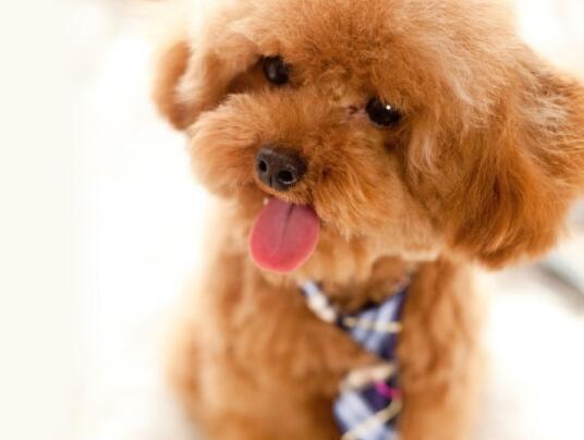 世界犬种智商排行