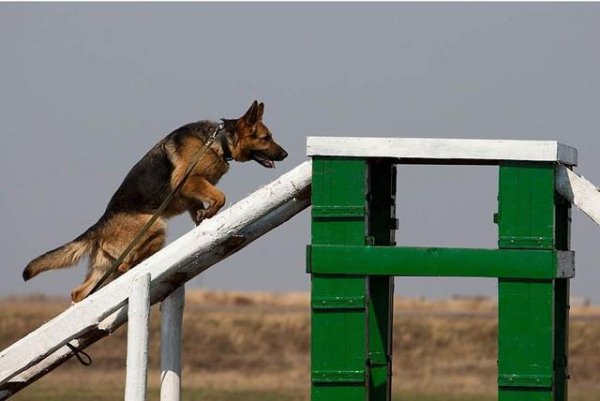 世界十大警犬有哪些