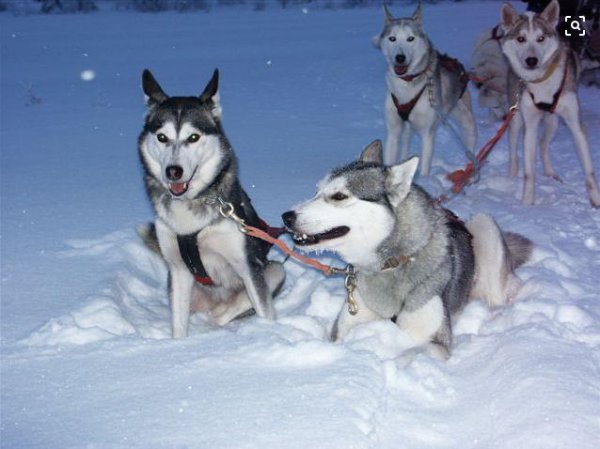 世界十大警犬有哪些