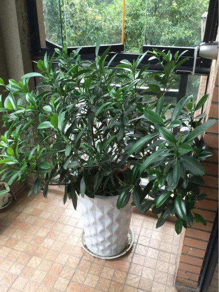 办公室最旺风水又好养的植物