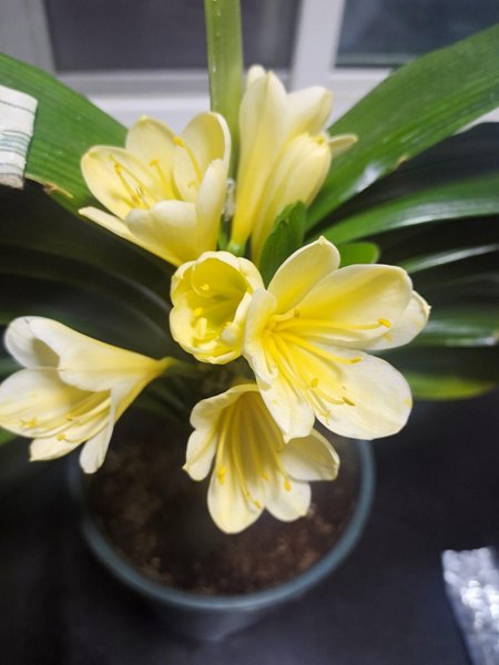 办公室最旺风水又好养的植物