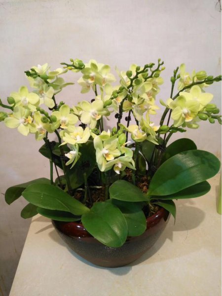 办公室最旺风水又好养的植物