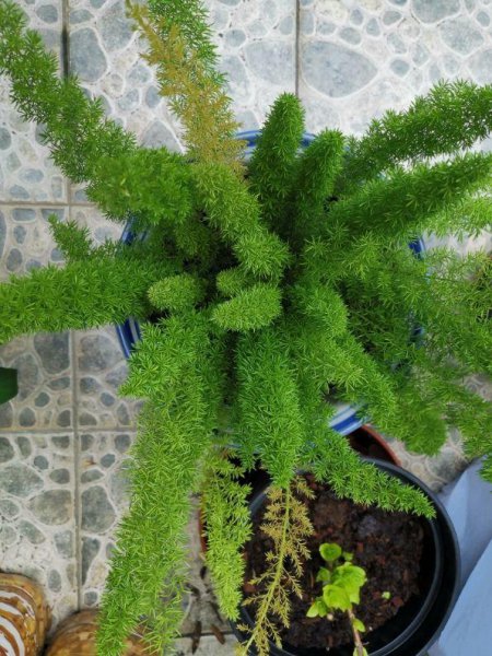 办公室最旺风水又好养的植物