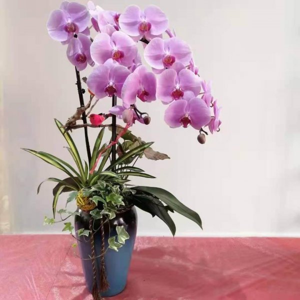 办公室最旺风水又好养的植物