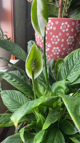 办公室最旺风水又好养的植物