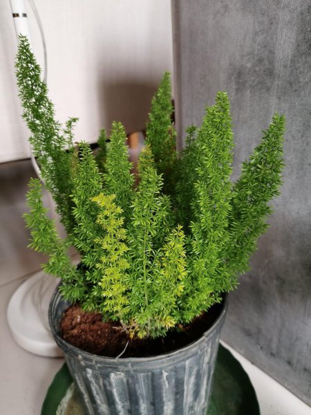 办公室最旺风水又好养的植物