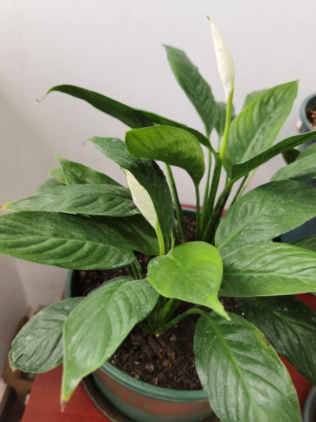 办公室最旺风水又好养的植物