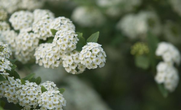 石楠花为什么是精子味