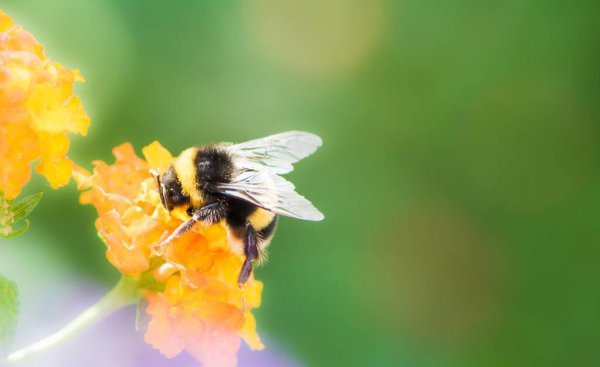 石楠花为什么是精子味
