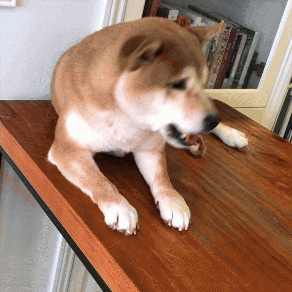 什么狗聪明听话又好养