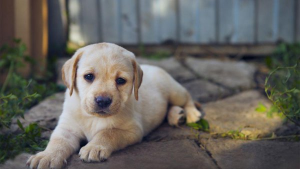 什么狗聪明听话又好养