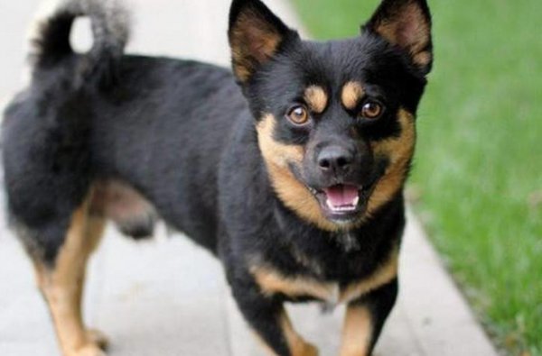 什么狗聪明听话又好养