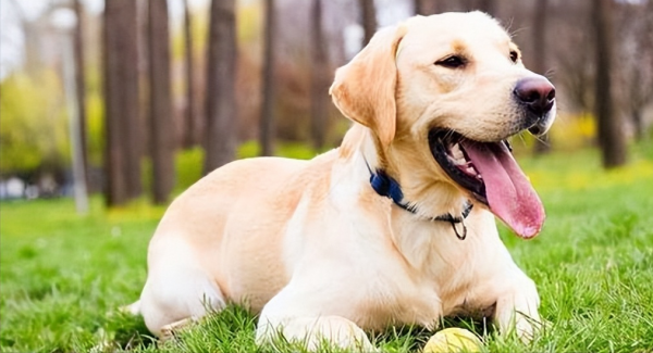 什么狗聪明听话又好养