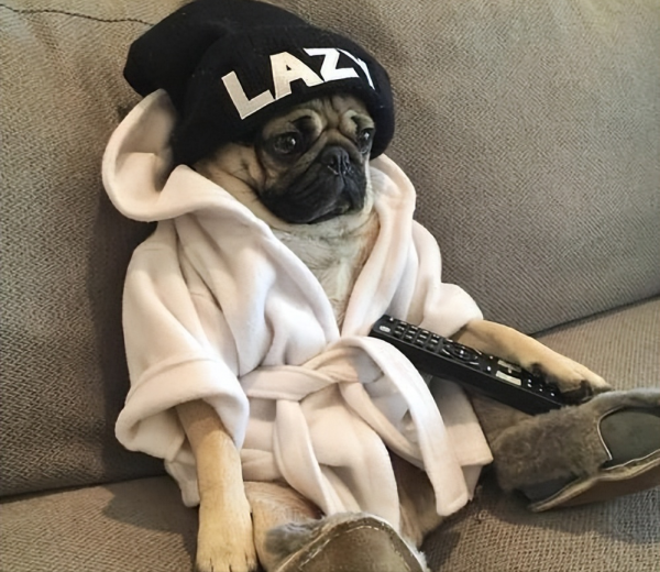 什么狗聪明听话又好养