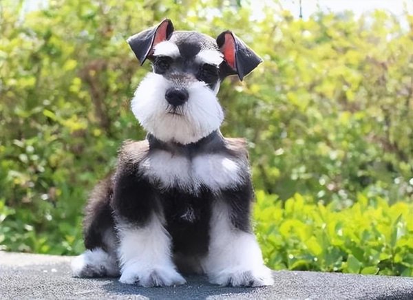 什么狗聪明听话又好养