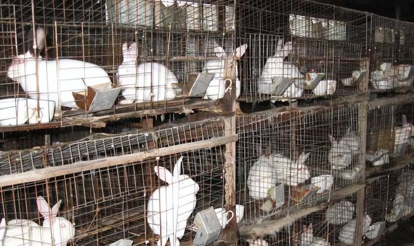 有前景的养殖好项目