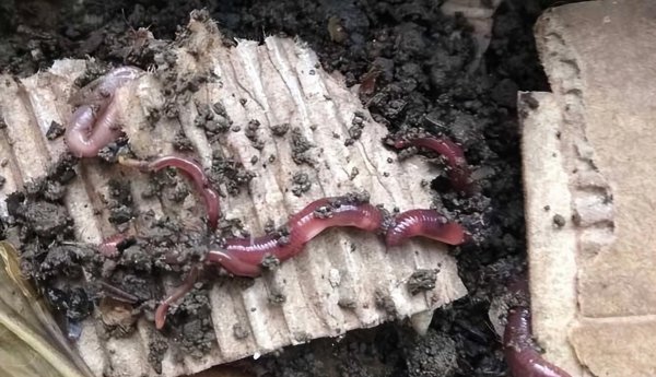 有前景的养殖好项目