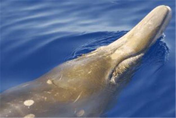 鲸鱼有几种