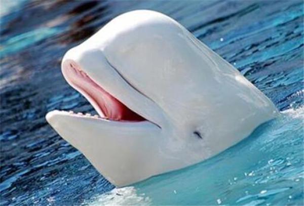 鲸鱼有几种