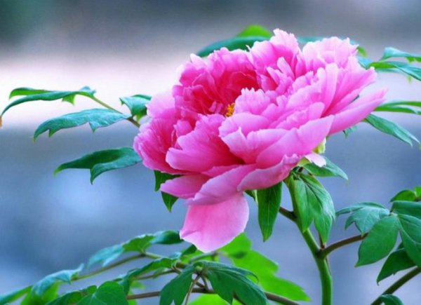 如何7天快速招到正缘桃花