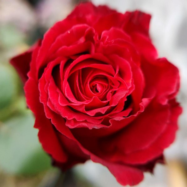 如何7天快速招到正缘桃花