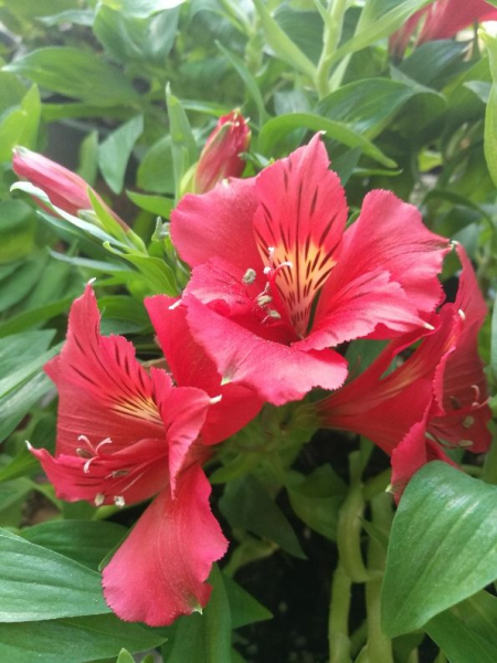 朋友之间送什么花比较好