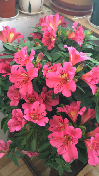 朋友之间送什么花比较好