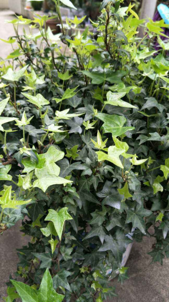 朋友之间送什么花比较好