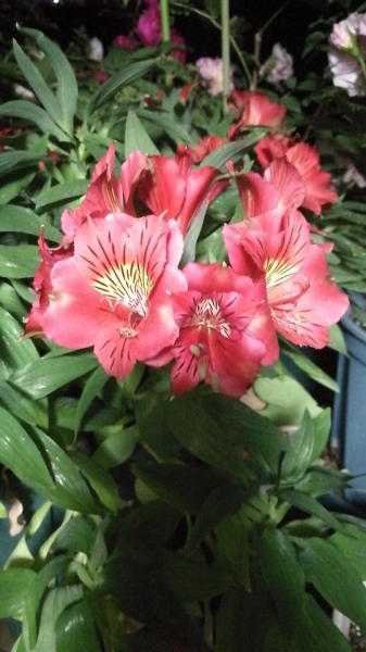 朋友之间送什么花比较好