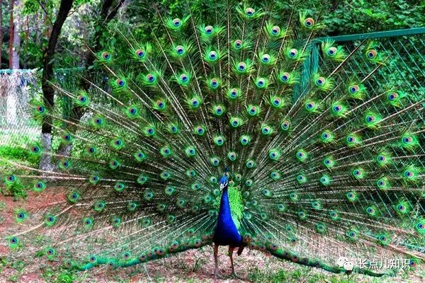 孔雀开屏是什么行为