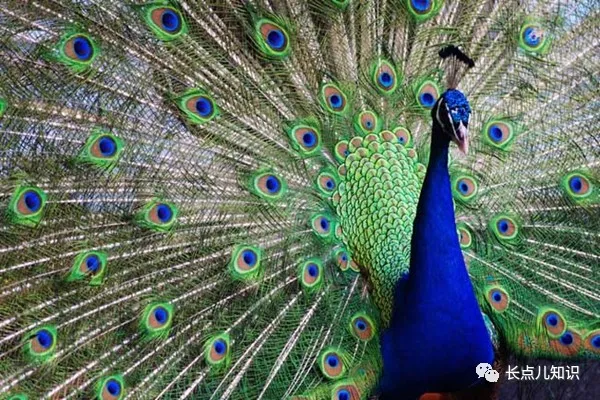孔雀开屏是什么行为