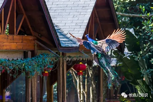 孔雀开屏是什么行为