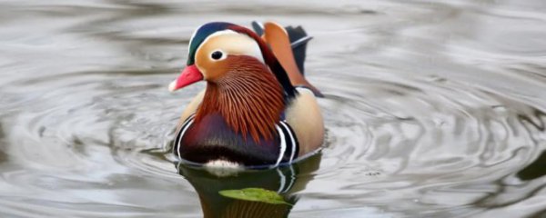 鸳鸯中的哪个字代表雄鸟