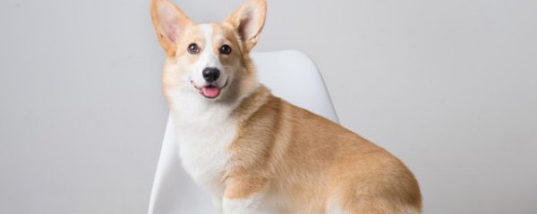 狗狗能吃方便面吗