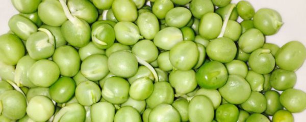 青豆泡水发芽了还可以吃吗