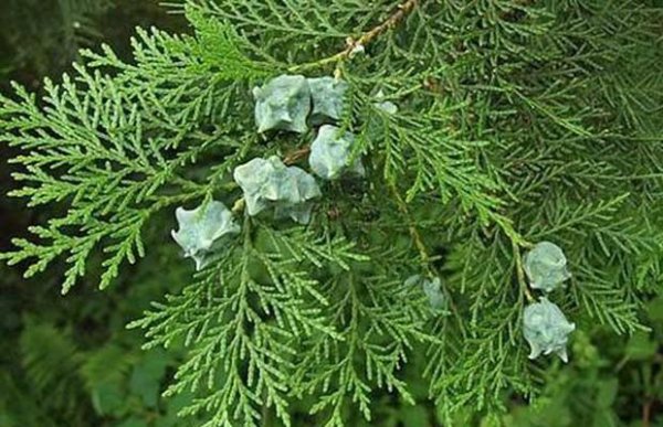 侧柏是什么植物图片