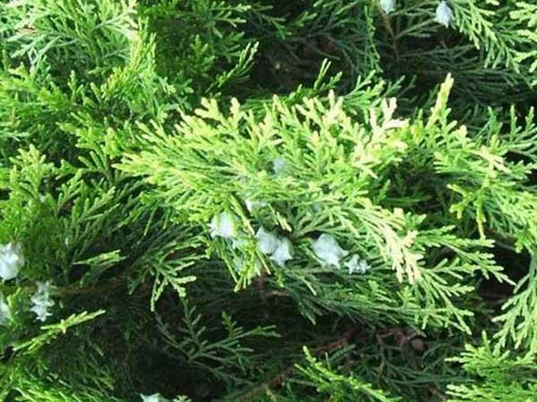 侧柏是什么植物图片