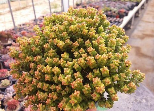 小米星多肉怎么养能长得多