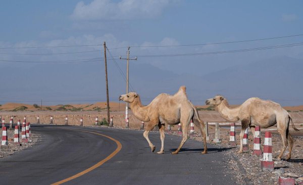 阿拉善在哪个地方