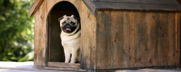 养小狗的好处和坏处