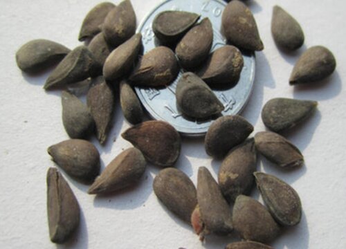 苹果种子怎么发芽