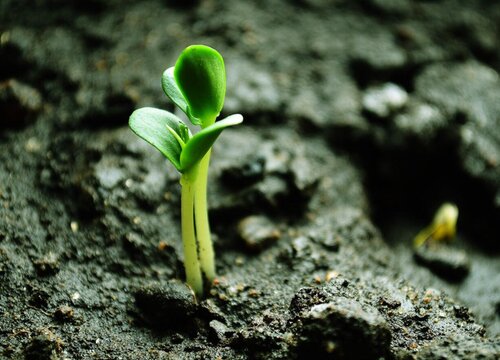 苹果种子怎么发芽